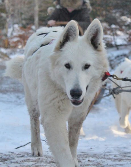 gena washita ahow chien berger blanc suisse chiot