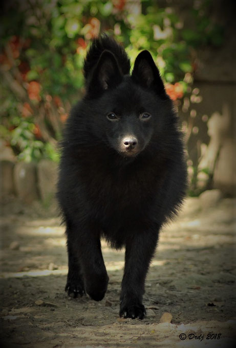 Zeus à 8 mois