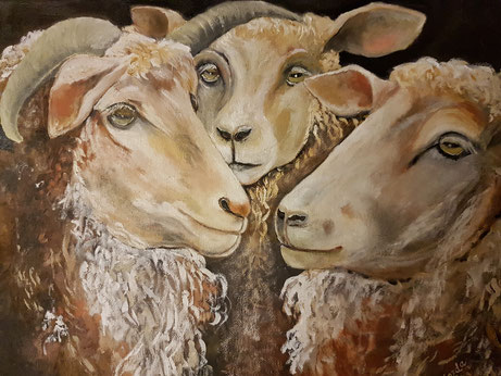 drei Schafe