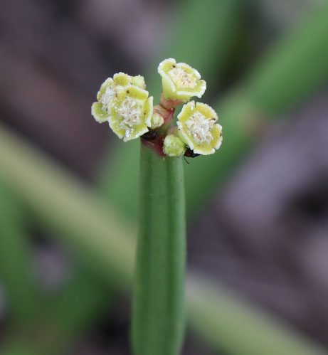 Euphorbia sobolifera O.L.M. Silva & P.J. Braun, type collection. Bahia 2019. Photo: Dr. Pierre Braun
