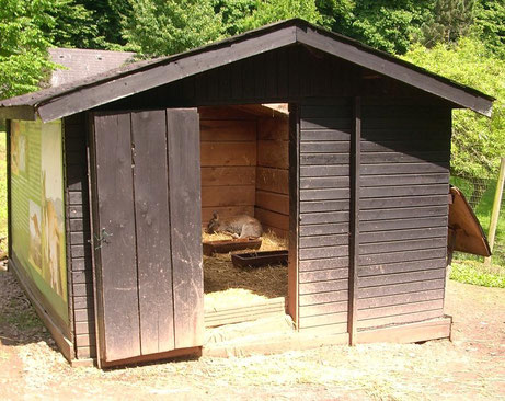 Känguru im Haus