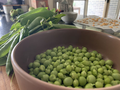 Shelling homegrown peas in the country kitchen.