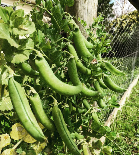 Growing peas along our boundary fences.