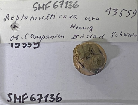 Senckenberg, Bryozoa, Bryozoen, Moostierchen, Sammlung Voigt
