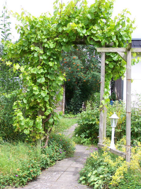 Weg im Garten zur Ferienwohnung mit rankendem Wein im Sommer