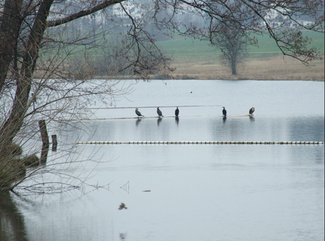 (Bild: buebikernews)