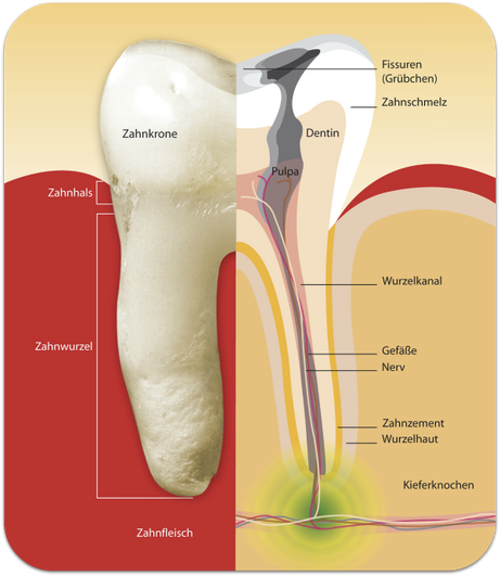 Wurzelbehandlung (Endodontie): Aufbau eines Zahnes (© proDente e.V.)