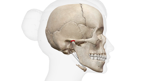 顎を守る『関節円板』（赤い部分）