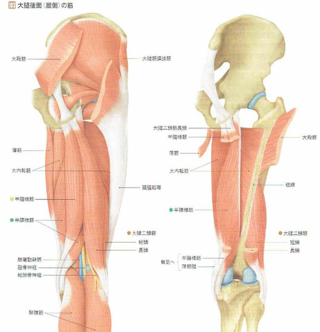ハムストリングス
