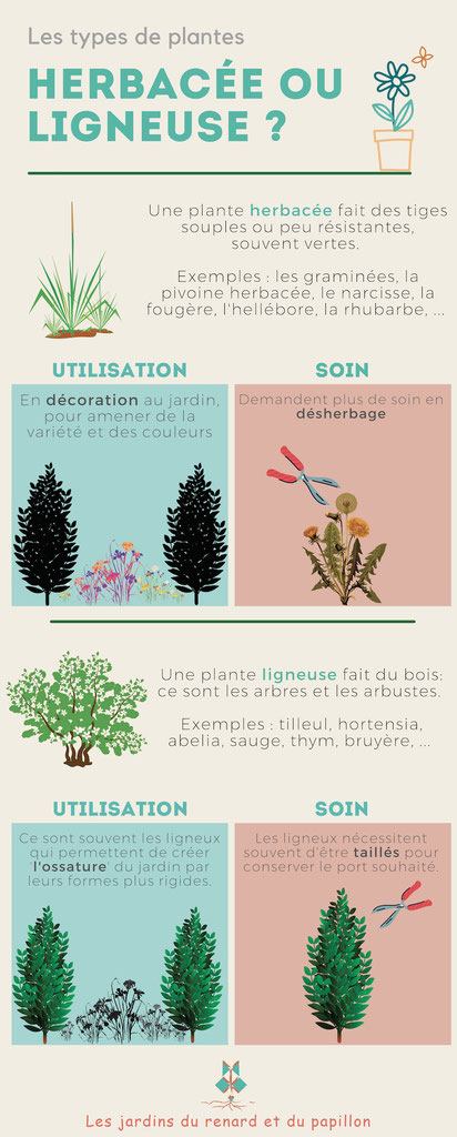 Différences entre plantes herbacées et ligneuses