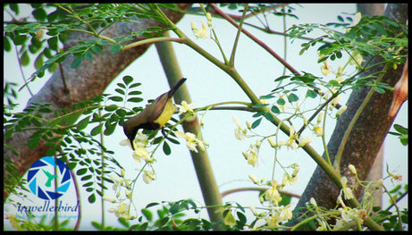 Olive-backed Sunbird picking some flowers