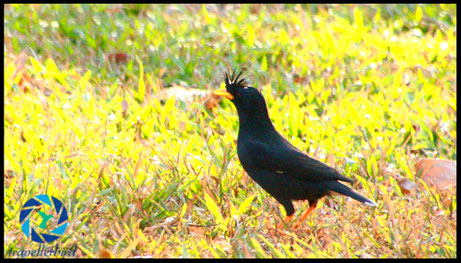 Vogel Langschopfmaina White-Vented Myna in Thailand