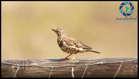 Mistle Trush Misteldrossel Bird on a fence