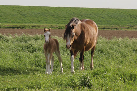 Oostdijk's Ceridwen Meredith, filly, 22-04-2019, buckskin, 4 whites, blaze