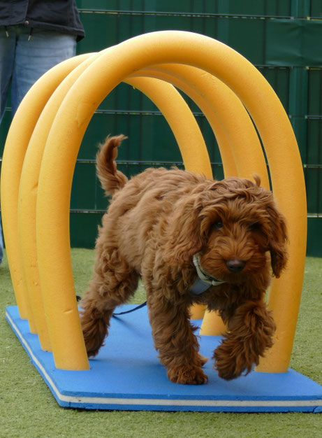 puppy cursus balans en coördinatie