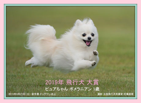 決定 2019飛行犬大賞 元祖飛行犬写真家的場信幸 飛行犬カメラマン 南あわじ飛行犬撮影所