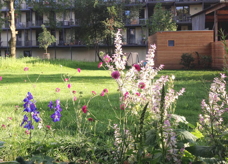 Delphinium x elatum 'Finsteraarhorn' mit Knautia macedonica  und Salvia sclarea