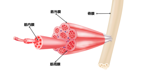 筋膜　画像