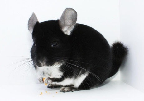 Black Pearl. Fuente: www.blackpearls-chinchilla.com
