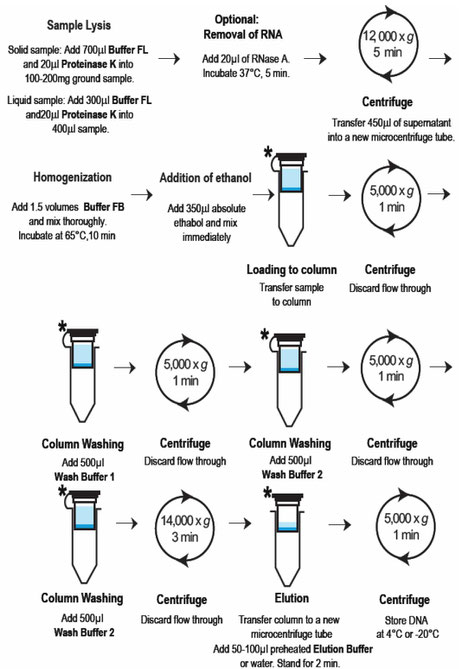 isolation of DNA from Food, DNA aus Lebensmitteln 