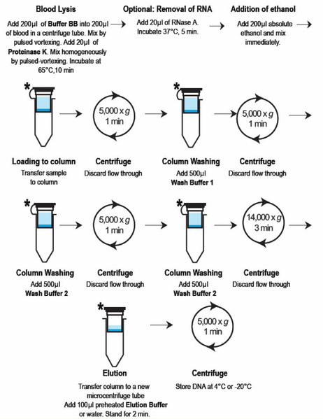 DNA Aufreinigungs miniprep Kit: Vollblut