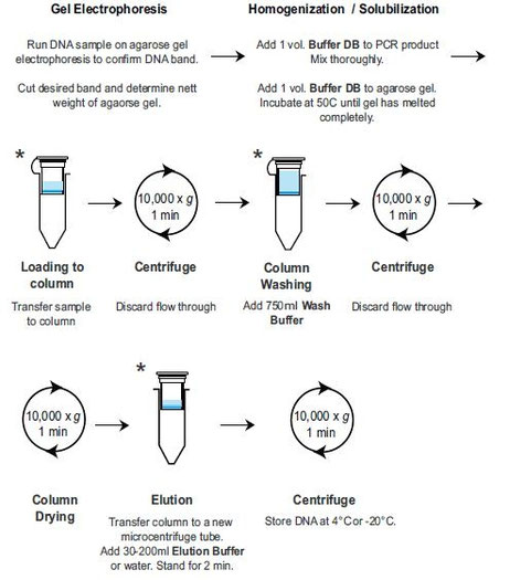 Aufreinigung von Agarose Gelen und PCR Produkte