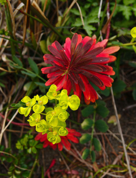 ハギクソウの花と昨年の葉を上から見てみた