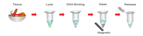 Mag beads for isolation of Tissue DNA