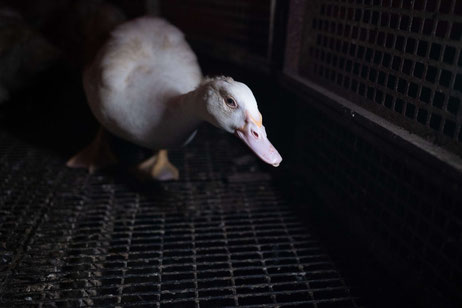 Die Enten stehen mit ihren Schwimmfüßen auf Gitterboden. © Animal Rights Watch, 2023