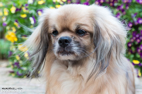 Tibetaanse Spaniel  Tibetan Spaniel