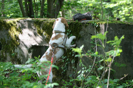 Beagle Waffle sucht seinen Hasenfutterbeutel beim Spaziergang