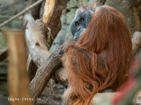 Konnte Fotografen stundenlang den Rücken zudrehen. Orang Utan "Charly" im Zoo Frankfurt