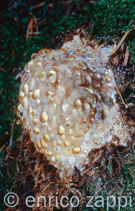 Fungo ligneo in sviluppo su tronco d'abete bianco caduto a terra