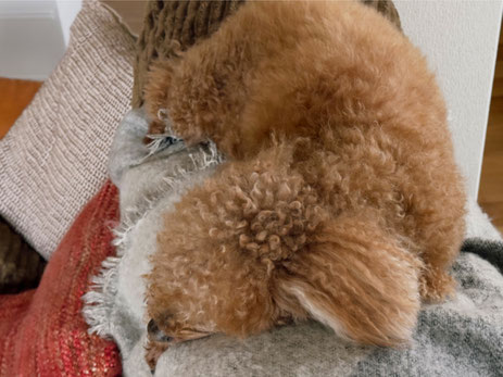 ソファに寝そべる愛犬ラッキー２