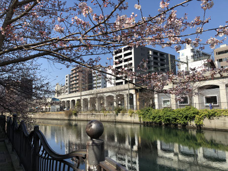 「黄金町大岡川と桜」