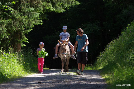 randonnée avec ânes
