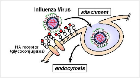 図2．インフルエンザウイルスの感染。ウイルスは細胞表面の複合糖質のSA-GalにHAを介して結合して吸着し、エンドサイトーシスによって侵入する。