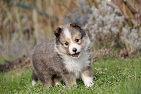 Rosie's Sohn Darcy, geboren am 23.01.2024, lebt jetzt in Berlin.
