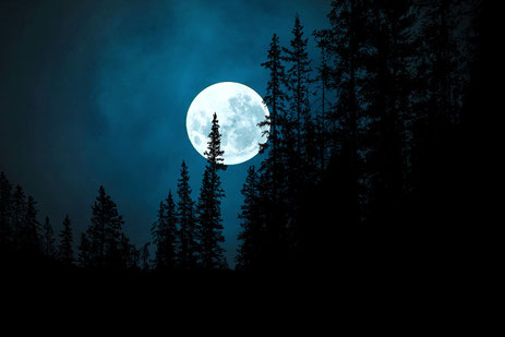 Vollmond, Nacht, Tannenwald | Link: Blog Beitrag | Achtsamkeit | Nimmst du ihn wahr...?