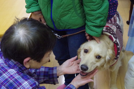 ☆セラピー犬　小春ちゃん☆