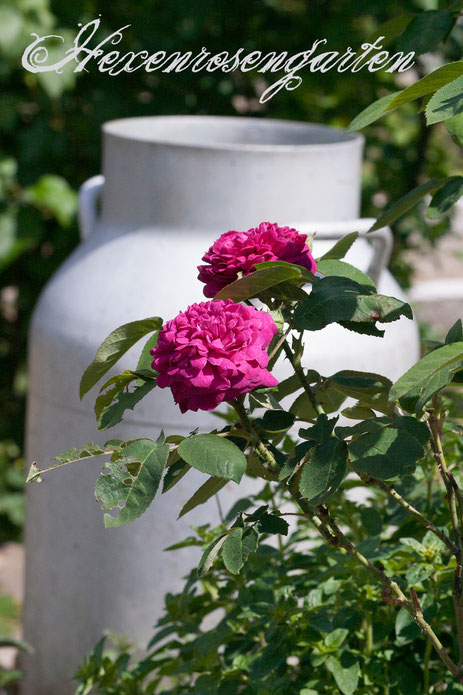 Rosen Hexenrosengarten Kräuter Damaszenerrose Rose de Resht