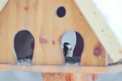 Meise an unserem Vereins-Winterfütterhäuschen