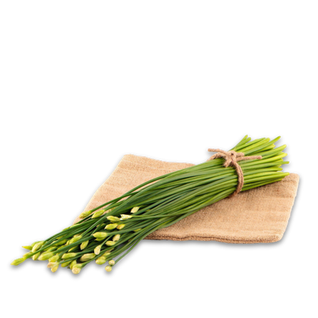 Schnittknoblauch; Knoblauchgras, China; Japan; Heilpflanze; winterhart; Knobi; Knolle; Kibu; Kibü; KibüWürze