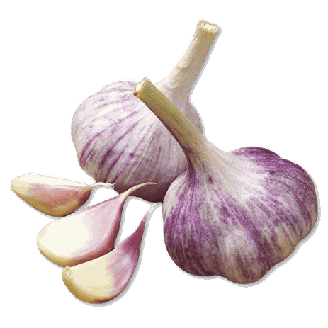Ail; violet; violetter; Knoblauch; geräucherter; Frankreich; Nordfrankreich; Knobi; Knolle; Kibu; Kibü; Würze; KibüWürze