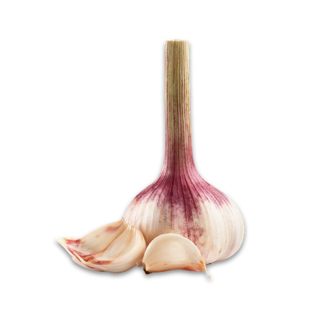 frischer; Knoblauch; Knoblauchsorten; Knobi; Knolle; Kibu; Kibü; KibüWürze