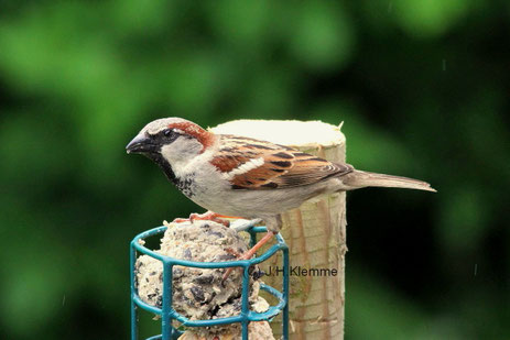 Haussperling (Passer domesticus). Männchen im Prachtkleid [Mai]