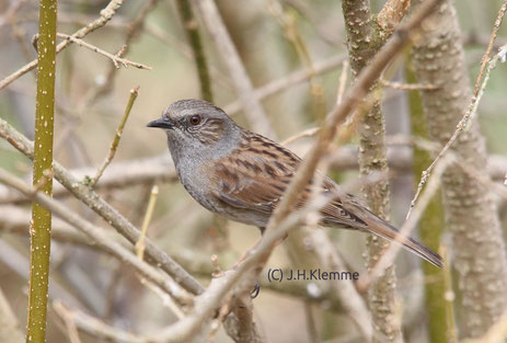 Heckenbraunelle (Prunella modularis) Adulter Vogel (Männchen ?) [März]
