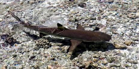 Fakarava Tatamanu Hai im Flachwasser
