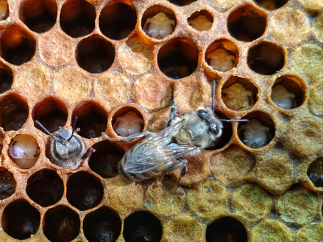 Jeunes abeilles noires en train de s'extirper des cellules où elles sont nées. Couvain SMR de nymphes aux yeux mauves dans les cellules.