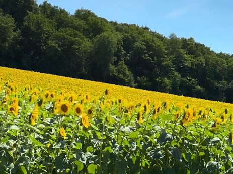 Champs de tournesol dans un terrain de Hesbaye en pente, avec les sous-bois en ligne d'horizon.